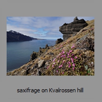 saxifrage on Kvalrossen hill